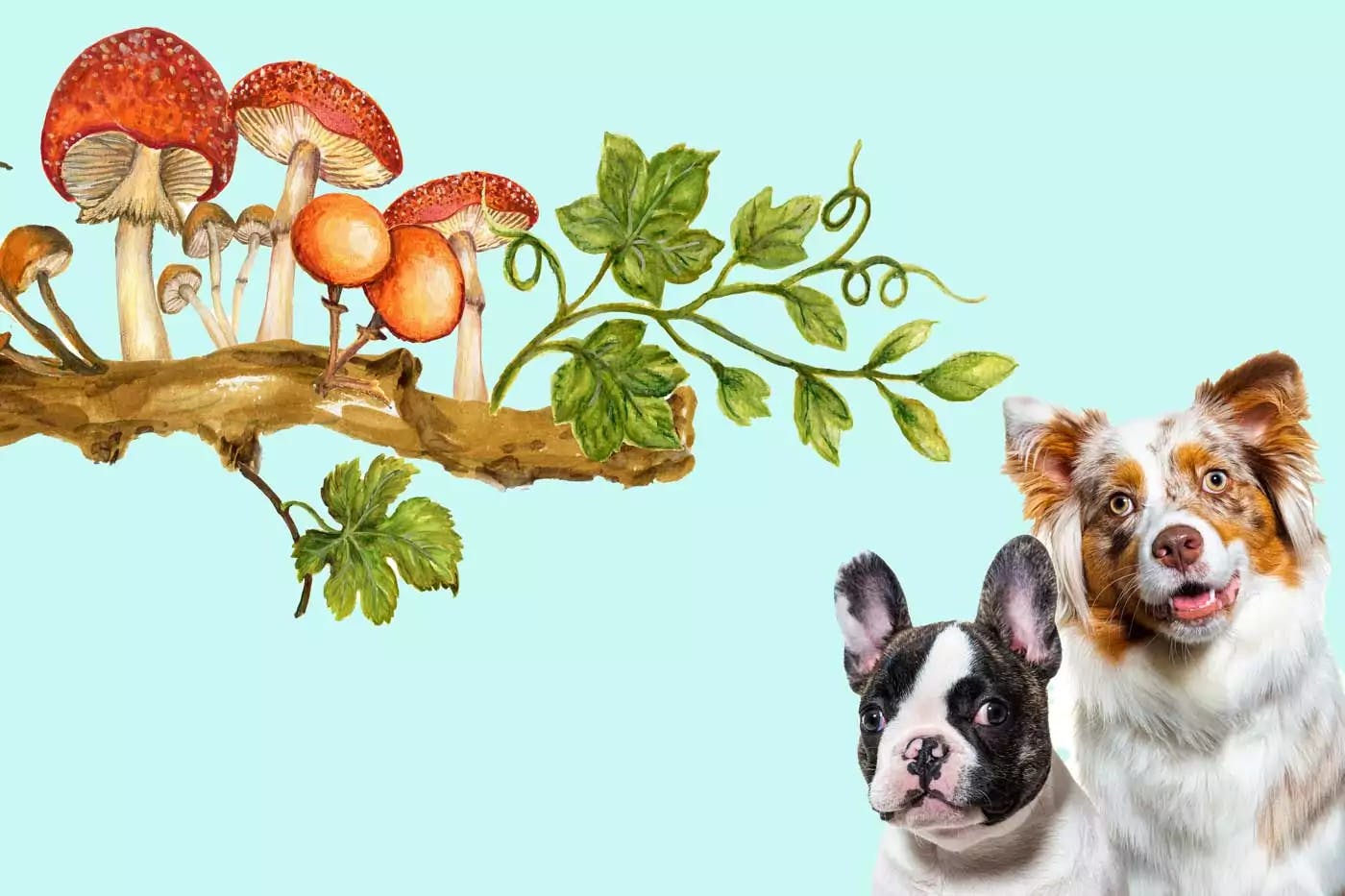 can-you-give-mushrooms-to-dogs